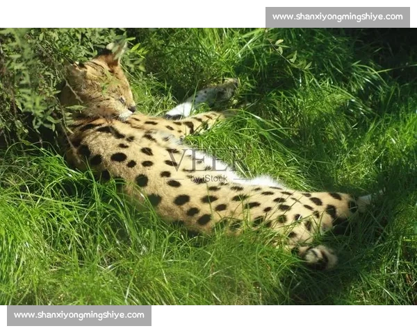 草丛埋伏战术解析:如何在隐蔽环境中利用地形优势实现出奇制胜 草丛埋伏战术解析:如何在隐蔽环境中利用地形优势实现出奇制胜
